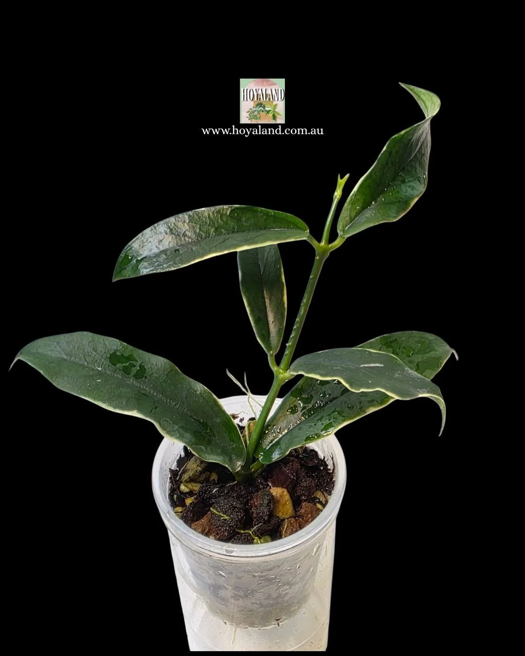 Rare thin leaf variegated Hoya dennisii Frida - Good Variegation
